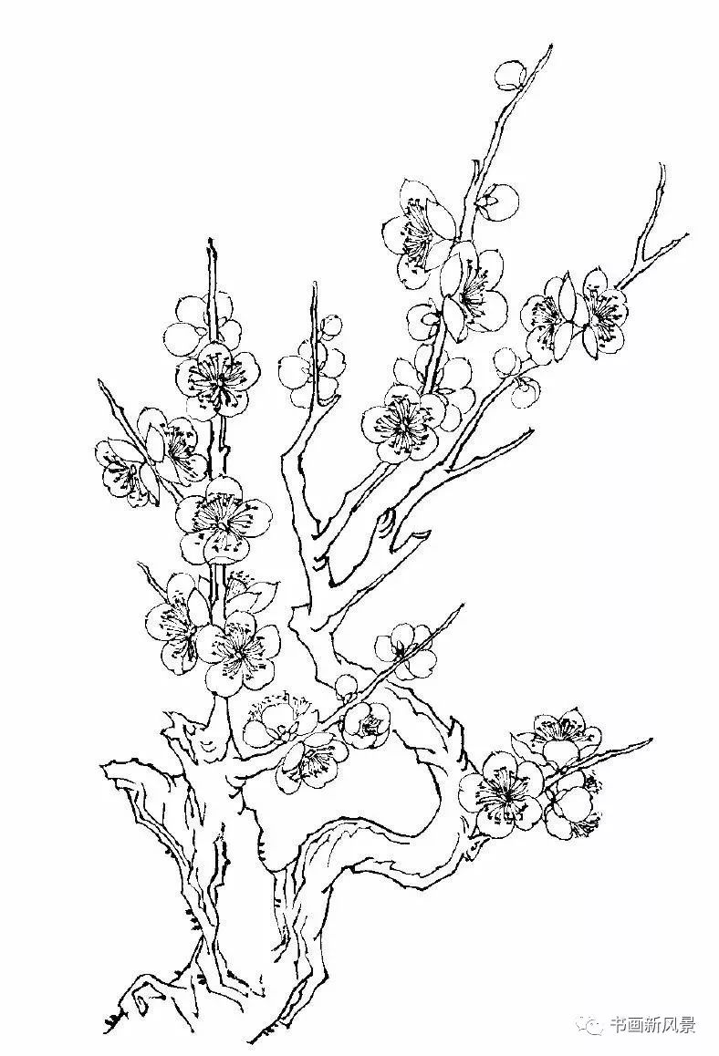 每天教你学画画梅花白描画谱老树虬枝苍劲高洁