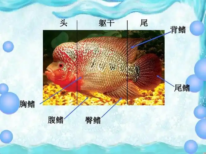 你们知道鱼的结构吗?鱼的结构分为头部,躯干,尾部,鳍.