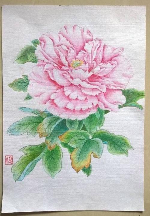 牡丹花简笔画彩铅带颜色