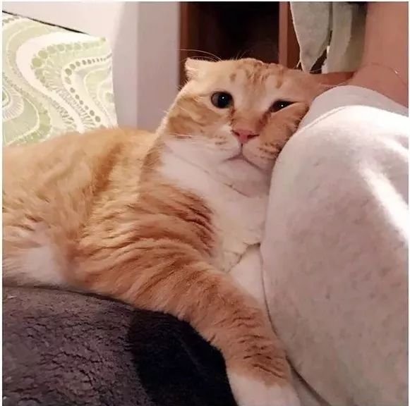 "啊~还是躺着舒服…""别急着走,先把我抱到那边的沙发上!