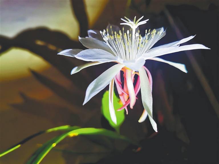 黑夜里的白精灵_昙花