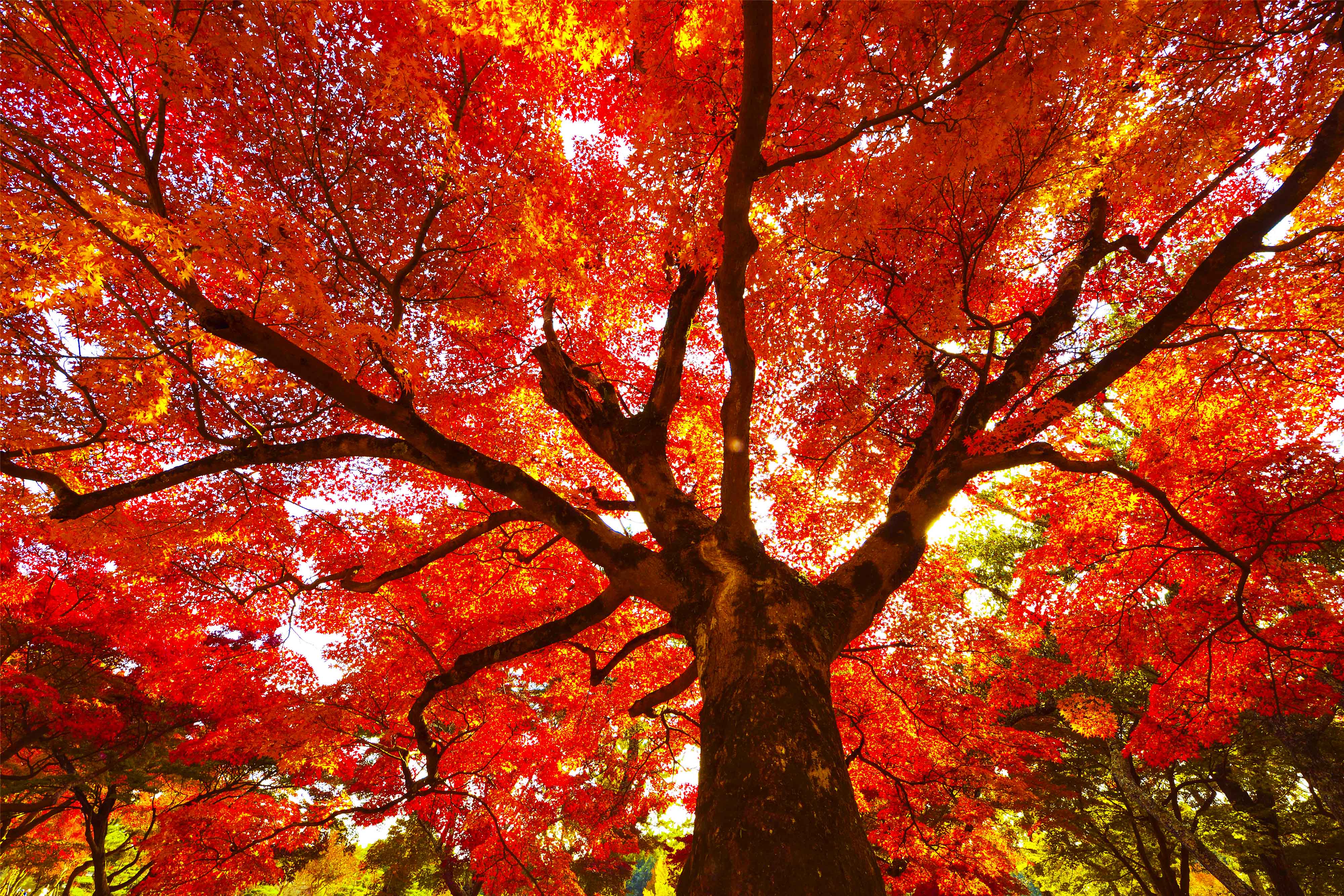 枫树疯了,地毯红了--日本赏枫