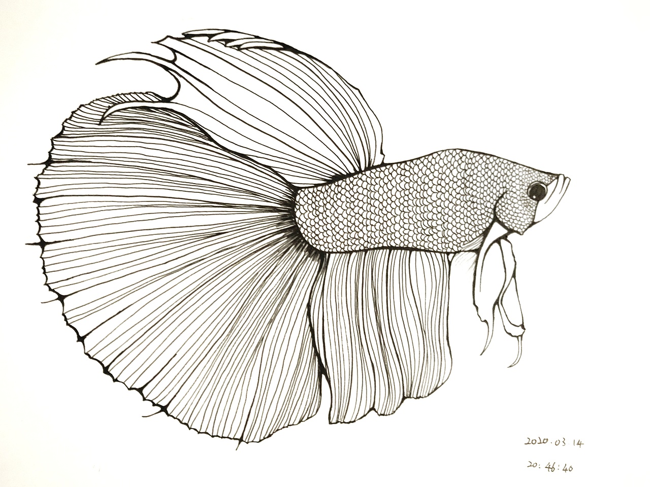 黑白线描斗鱼