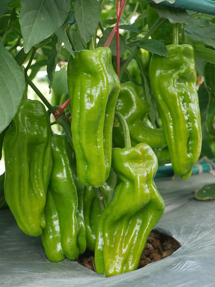 辣椒秧苗种孑种籽大全盆栽小米椒四季中辣朝天椒高产本地线椒幼苗