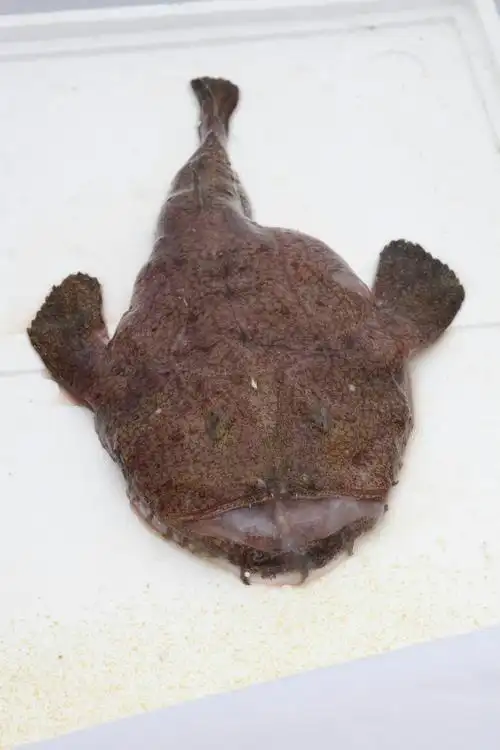 丑陋的安康鱼1080x2242分辨率查看