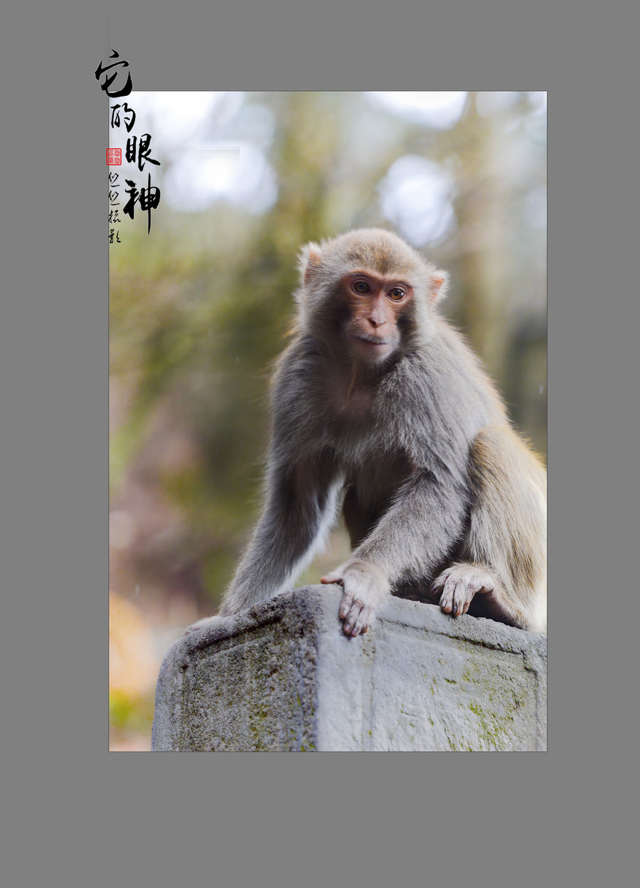 【它的眼神-(猴子)】 第 12 幅查看大图曝光:manual exposure光圈:f2.