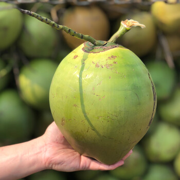 海南文昌带皮椰青天然健康椰汁青椰子水多果子嫩肉方便保存自然清甜