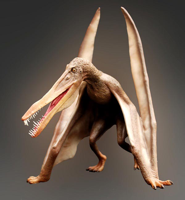 翼龙飞过山东半岛