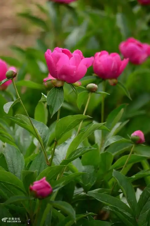 长武单瓣芍药花