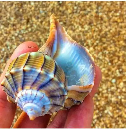 奇妙,美丽的海螺世界