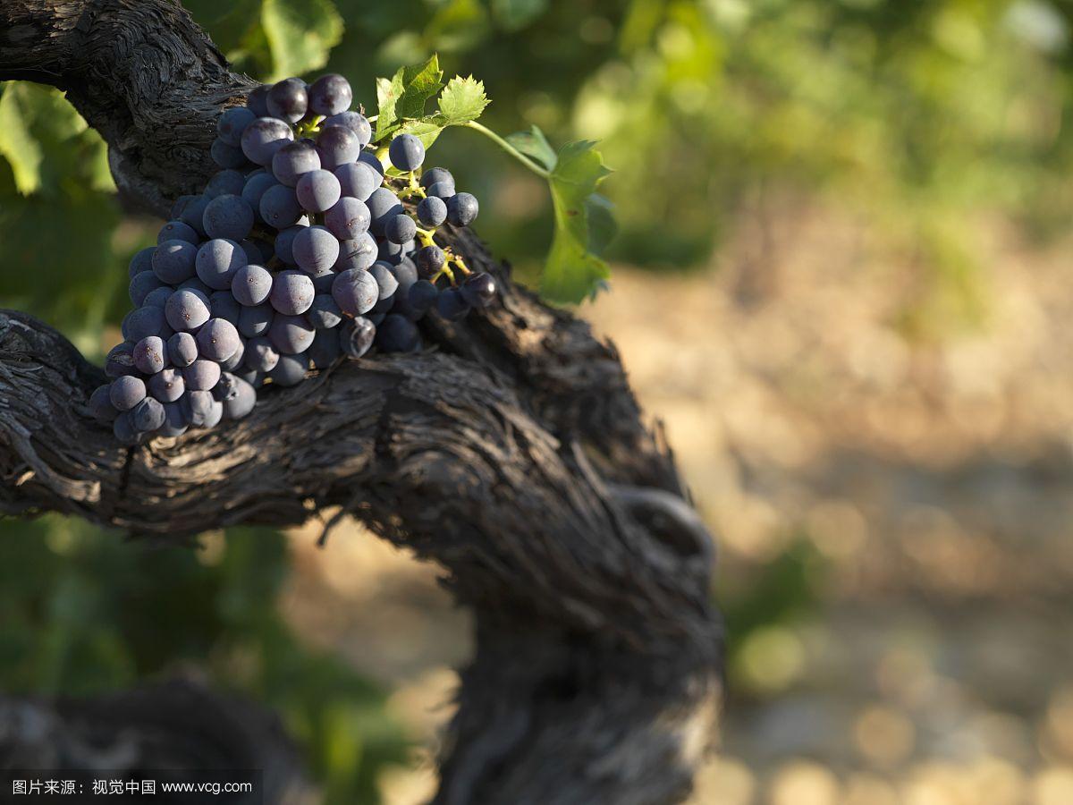 一串黑色歌海娜葡萄