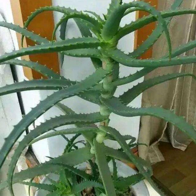实际上这个木立芦荟就是我们说的龙爪菊,因为它有很多功效,在家日常
