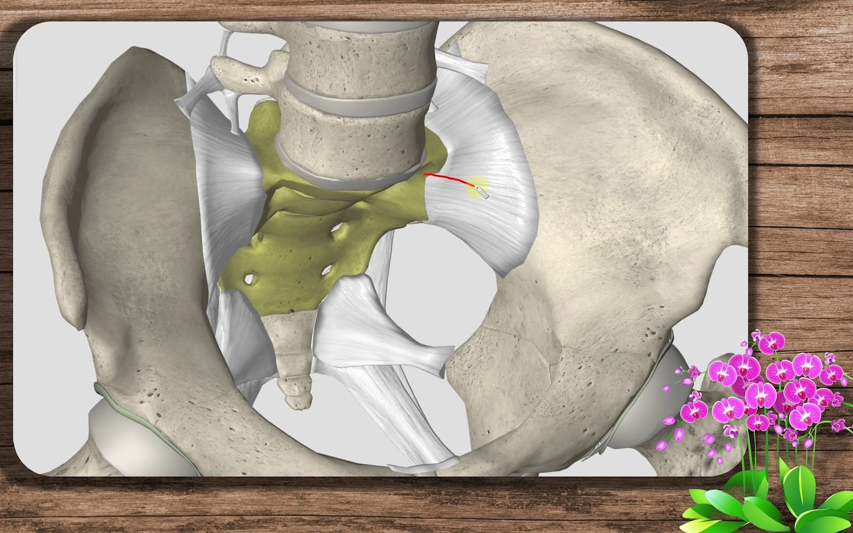 3d人体解剖-骨盆-上集_哔哩哔哩_bilibili