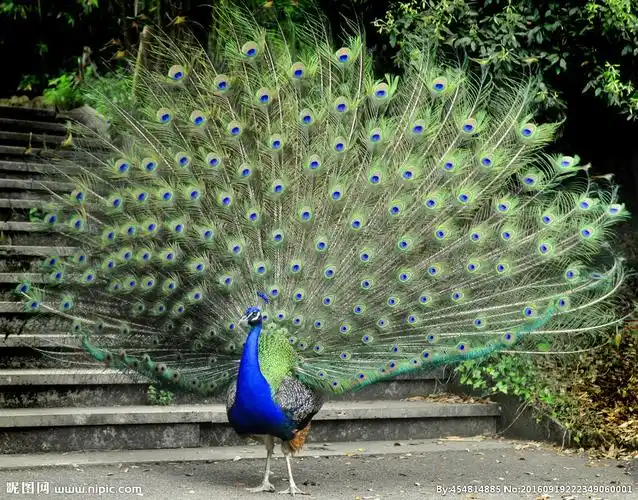 孔雀图片