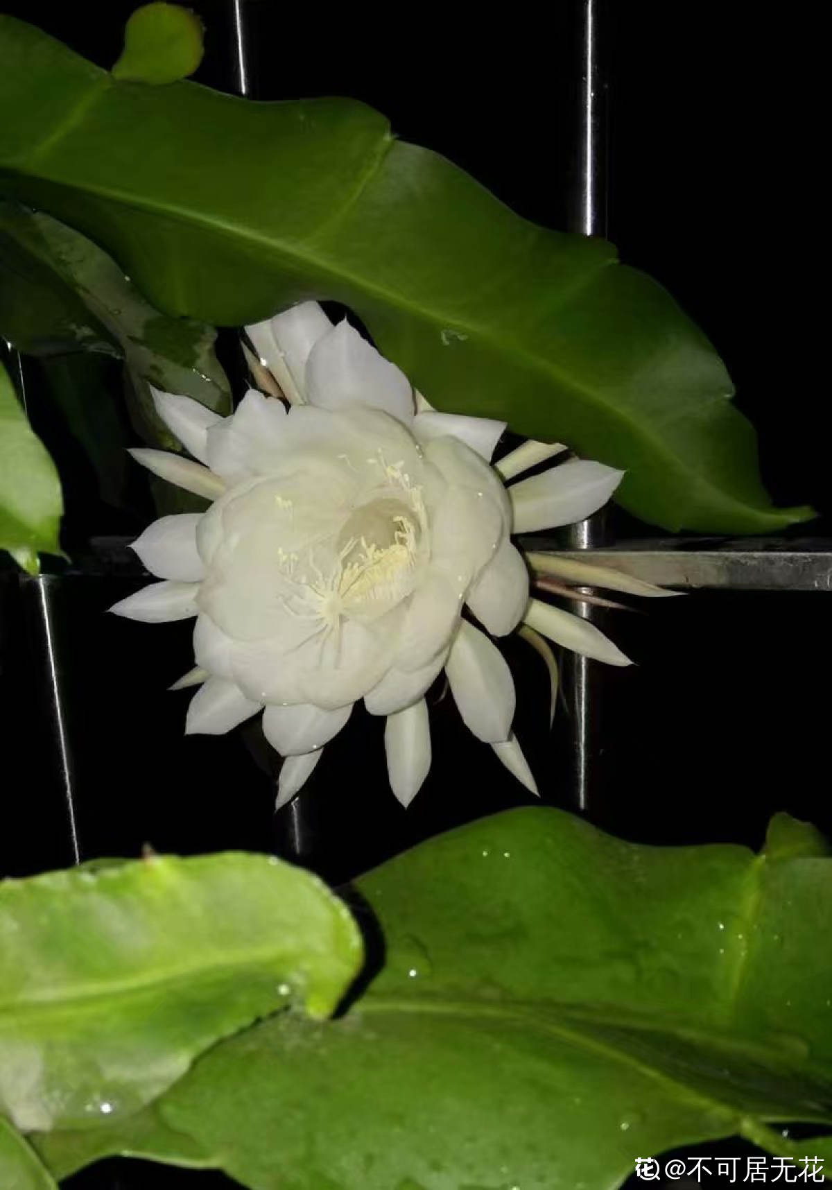 夜晚的昙花一现