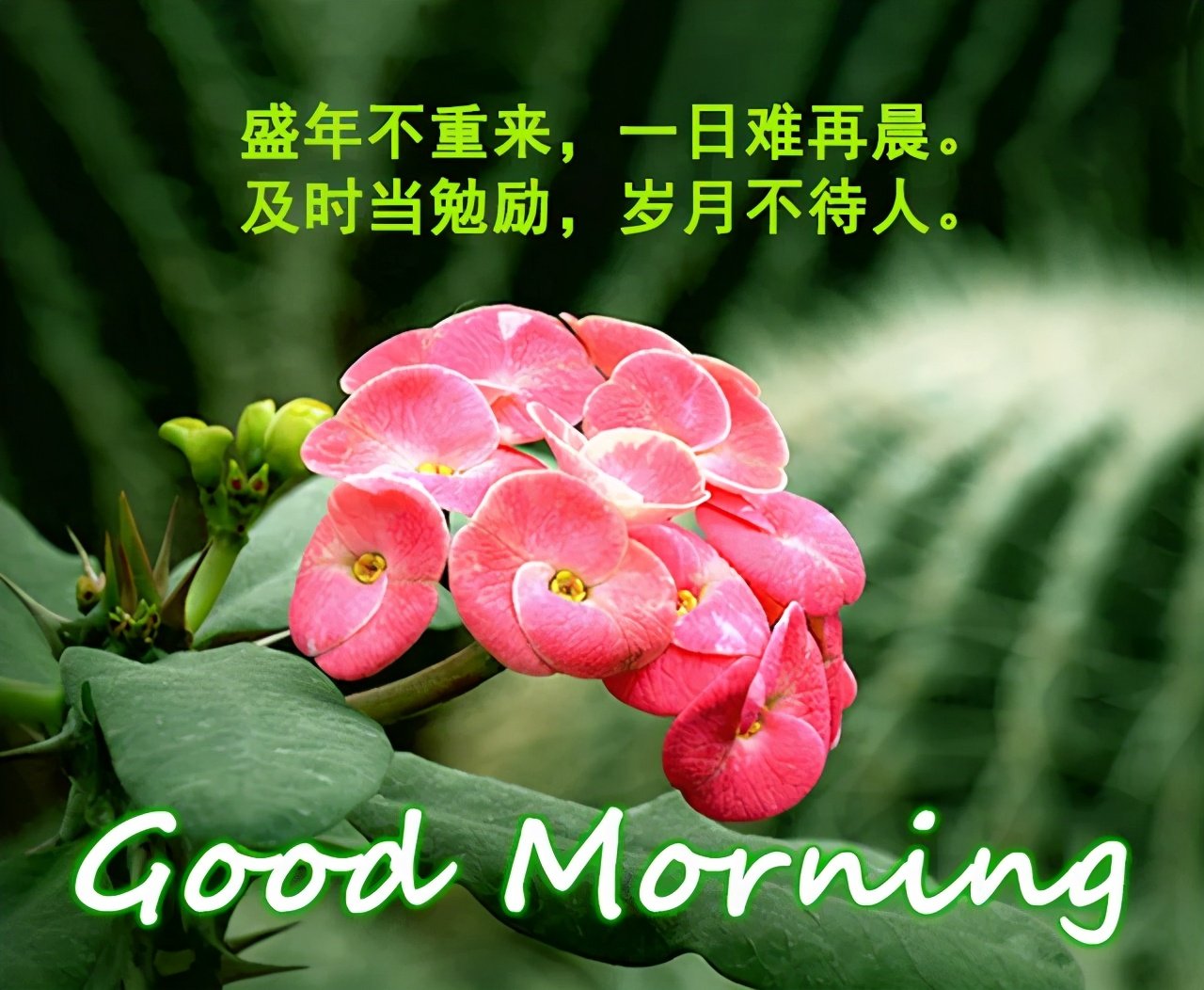 早安心情愉快的句子早安唯美图片文案早上好健康平安吉祥祝福语