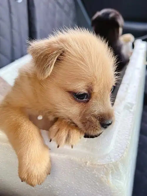 流浪狗基地的小奶狗等待有爱心的你来领养呀