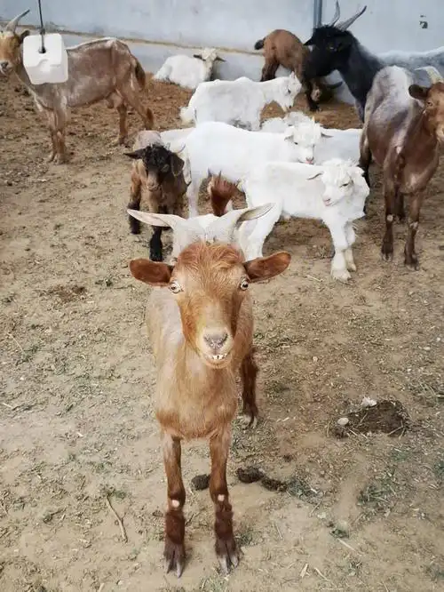 很带喜感的一只羊咩咩