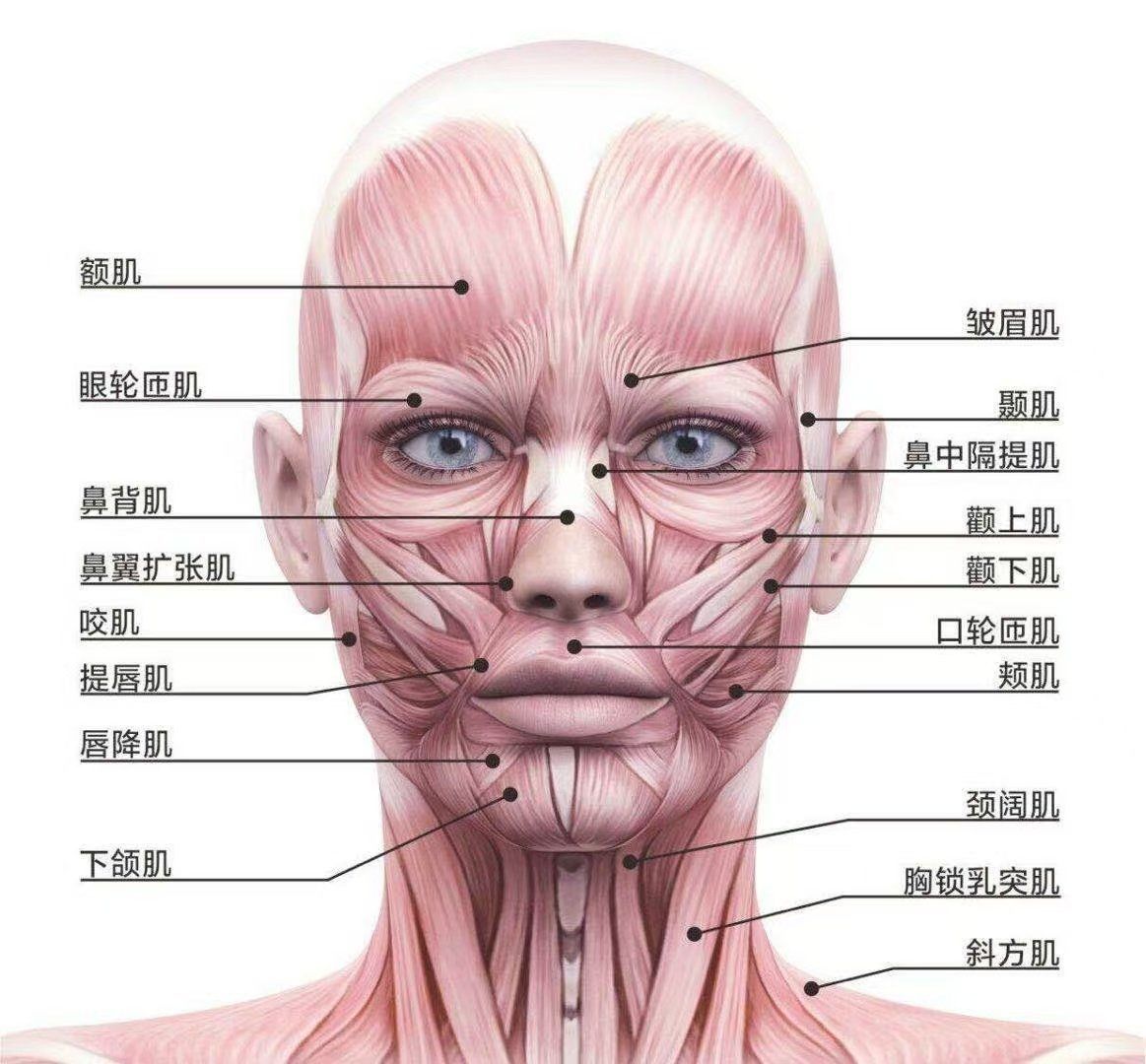 真正的抗衰是肌肉抗衰,#紧致提拉面部轮廓