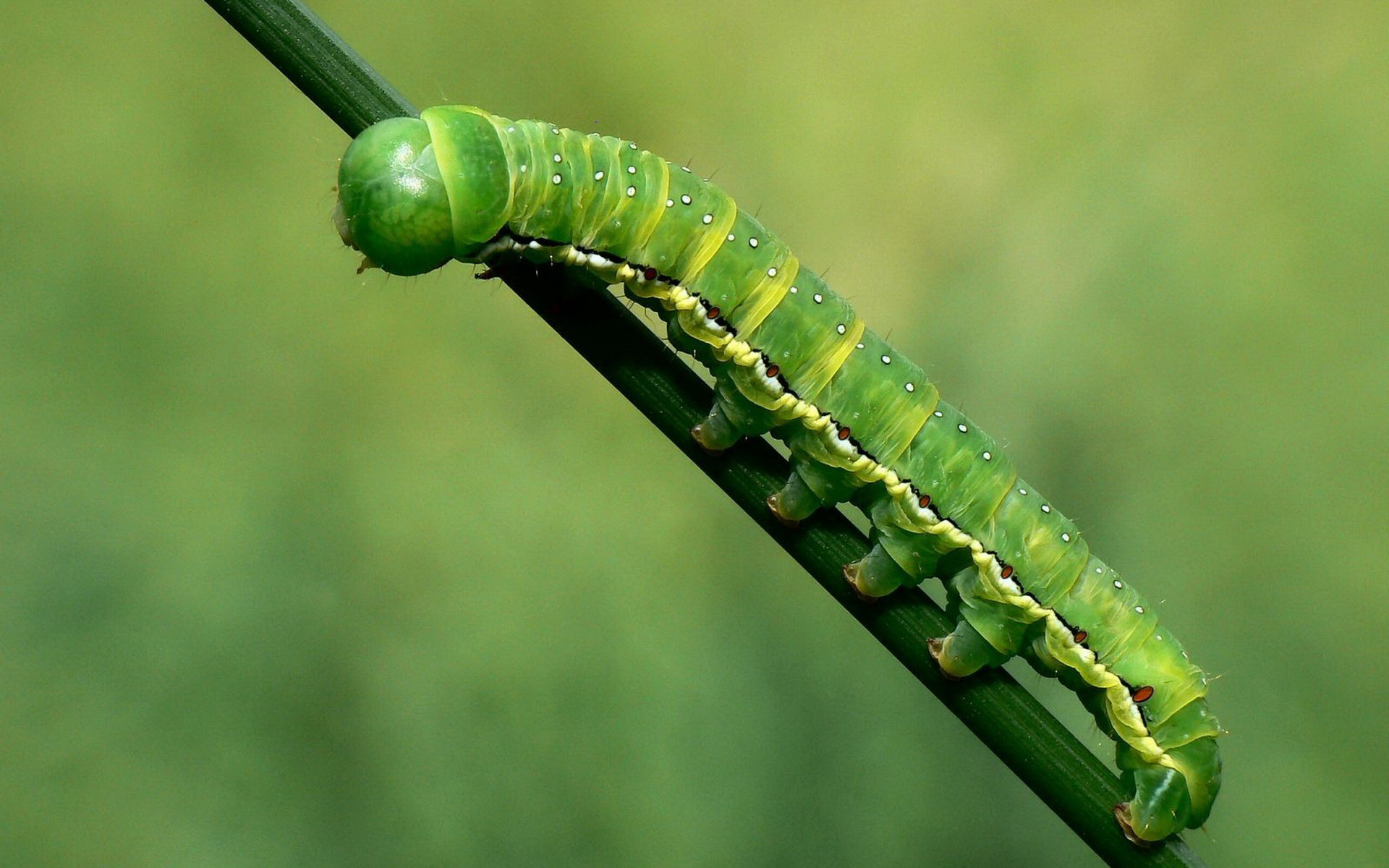 毛毛虫桌面壁纸之高清大图超级可爱