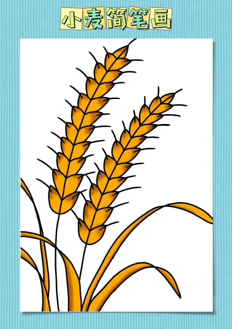 小麦简笔画.秋天是金色的,是收获的季节,简单又好看的买下这么 - 抖音