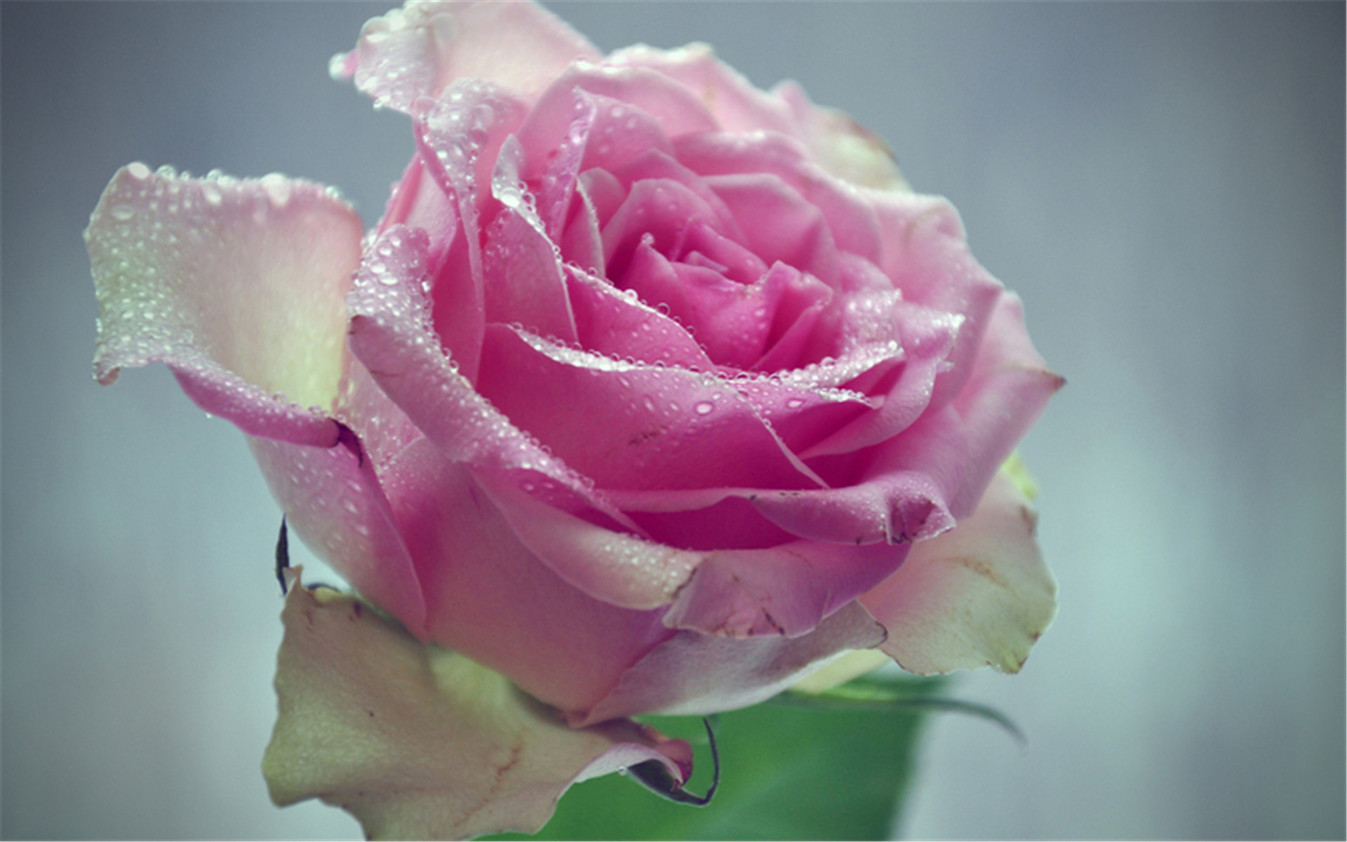 小清新简约花卉好看电脑锁屏背景壁纸