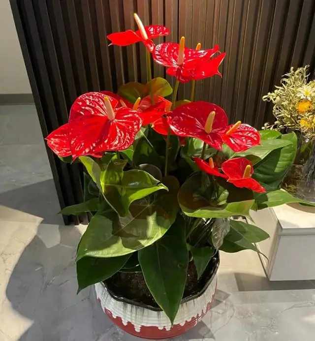 4种"财运花",越养越顺心,摆在家里,好运自然来