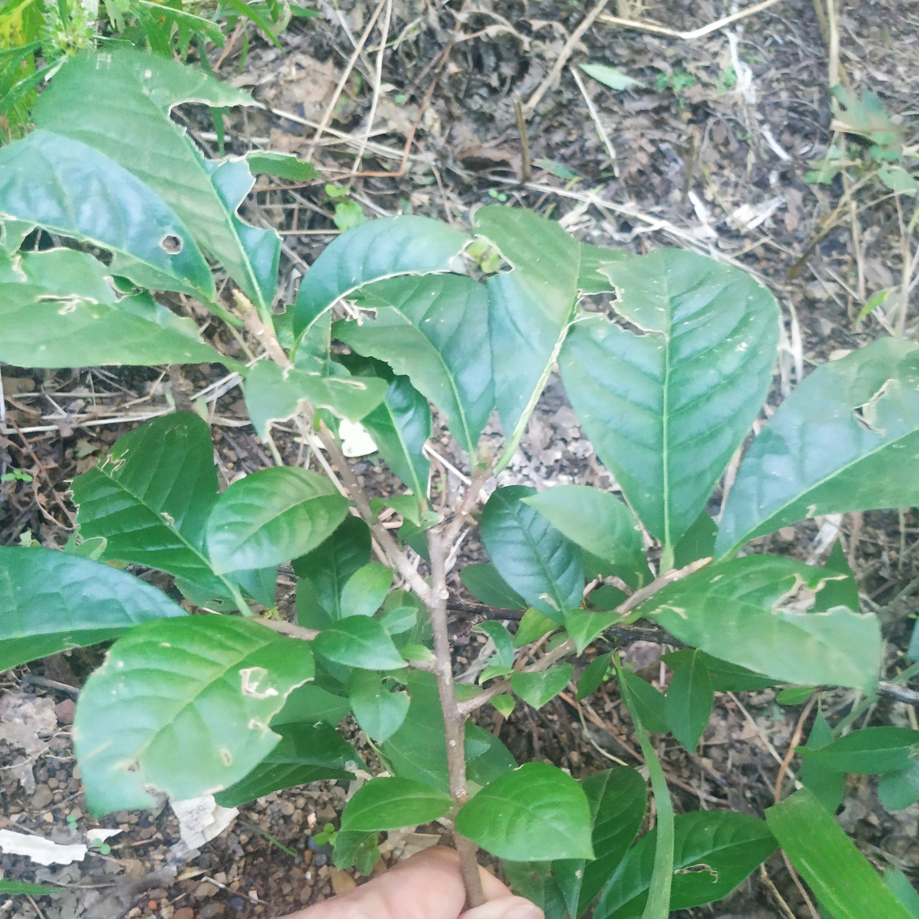 贵州省臭常山500克包邮中草药材臭羊山 大素药白胡椒臭山羊臭苗