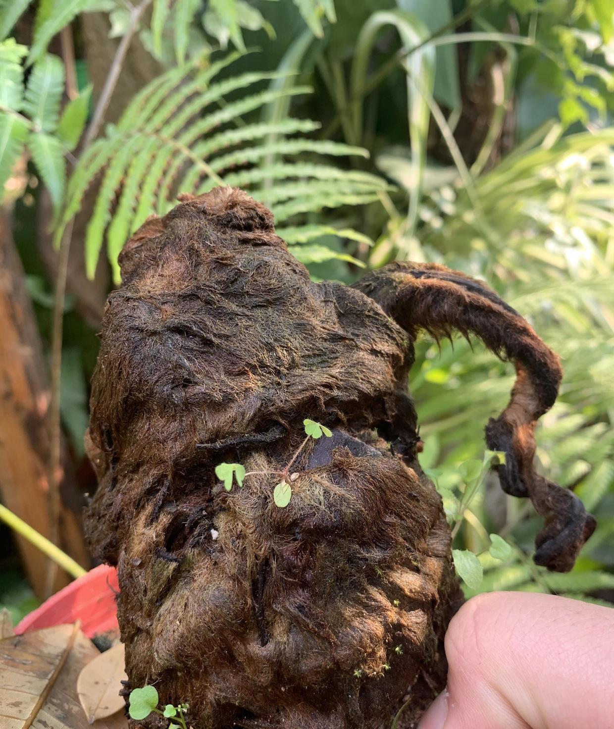 金毛狗蕨类植物,适合做盆景,枝干1米高,摆在客厅有品味__财经头条