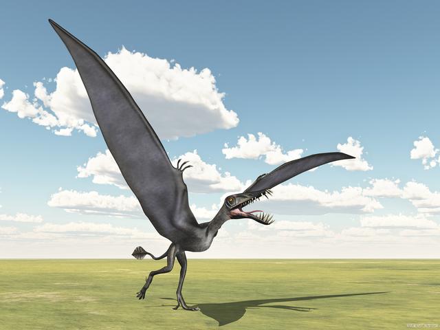 翱翔天际的史前生物:恐龙时代的飞行精灵,森林翼龙和风神翼龙