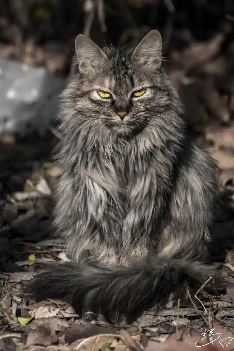 摄影 这只猫好拽哦#猫咪  - 抖音