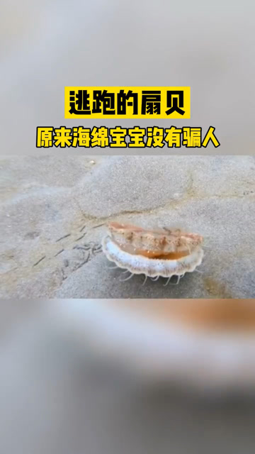 扇贝逃跑的样子,像极了爱情