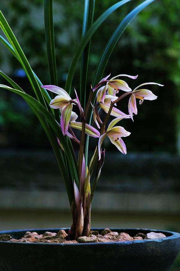 对于天价兰花你有什么看法