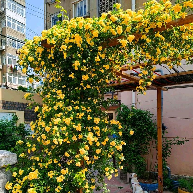 回固四季红黄白木香爬藤植物庭院爬墙花卉盆栽浓香蔷薇月季花苗