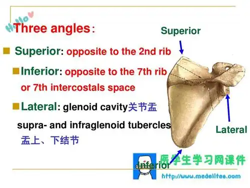 盂上,下结节 inferior