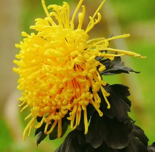 小榄菊会之艺菊争辉