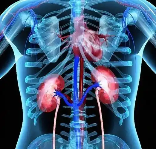 肾脏在哪里女性肾在哪个位置图