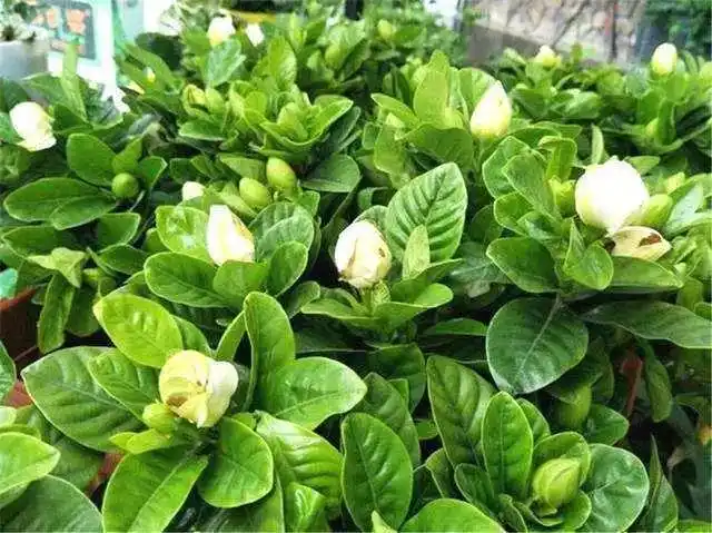 过程中也有很多朋友面临着一些问题,在花市上生长的十分茁壮的栀子花