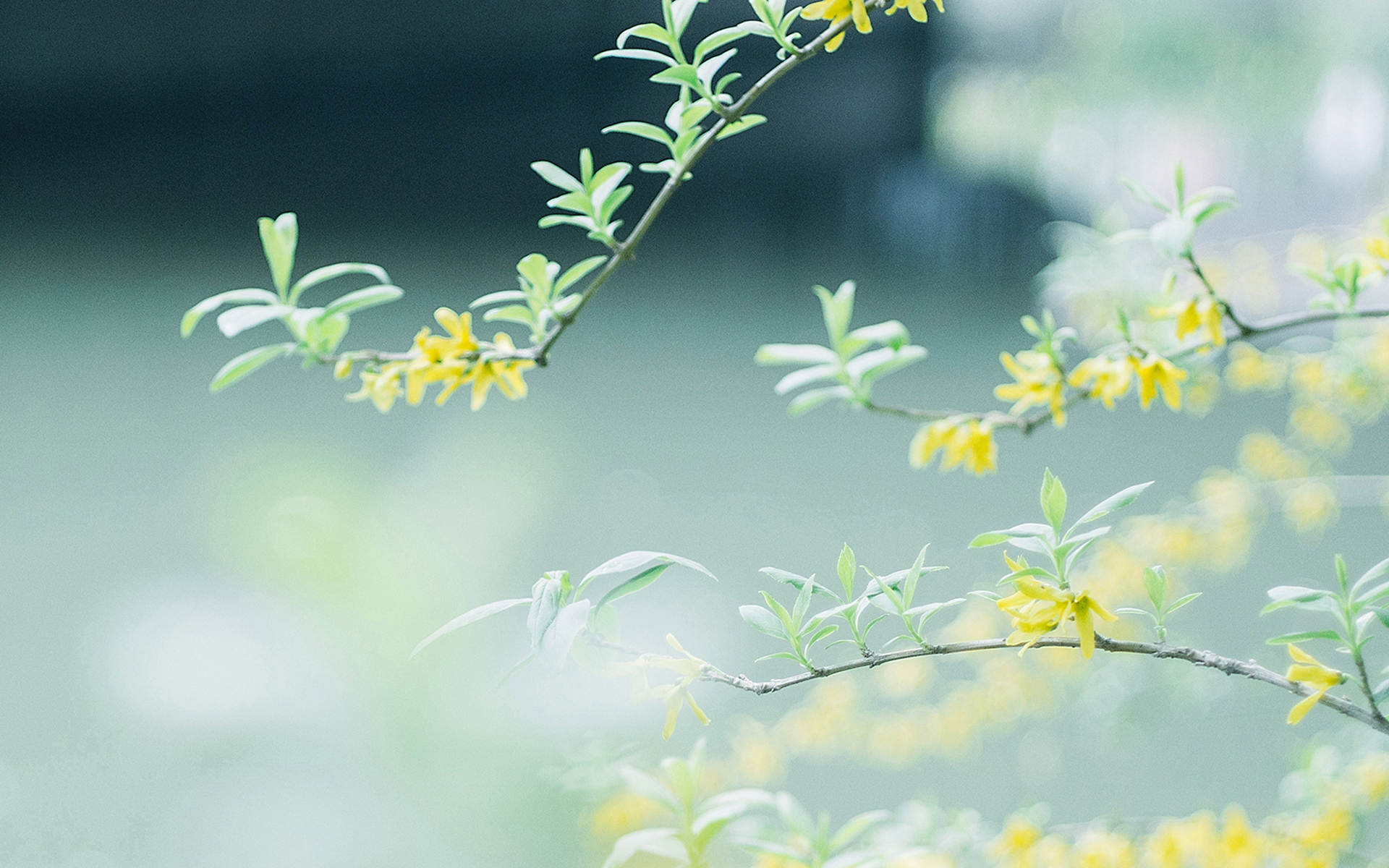 绿色小清新植物高清图片桌面壁纸