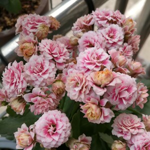 长寿花 重瓣复色精品   安娜公主   开花小苗  满18发货