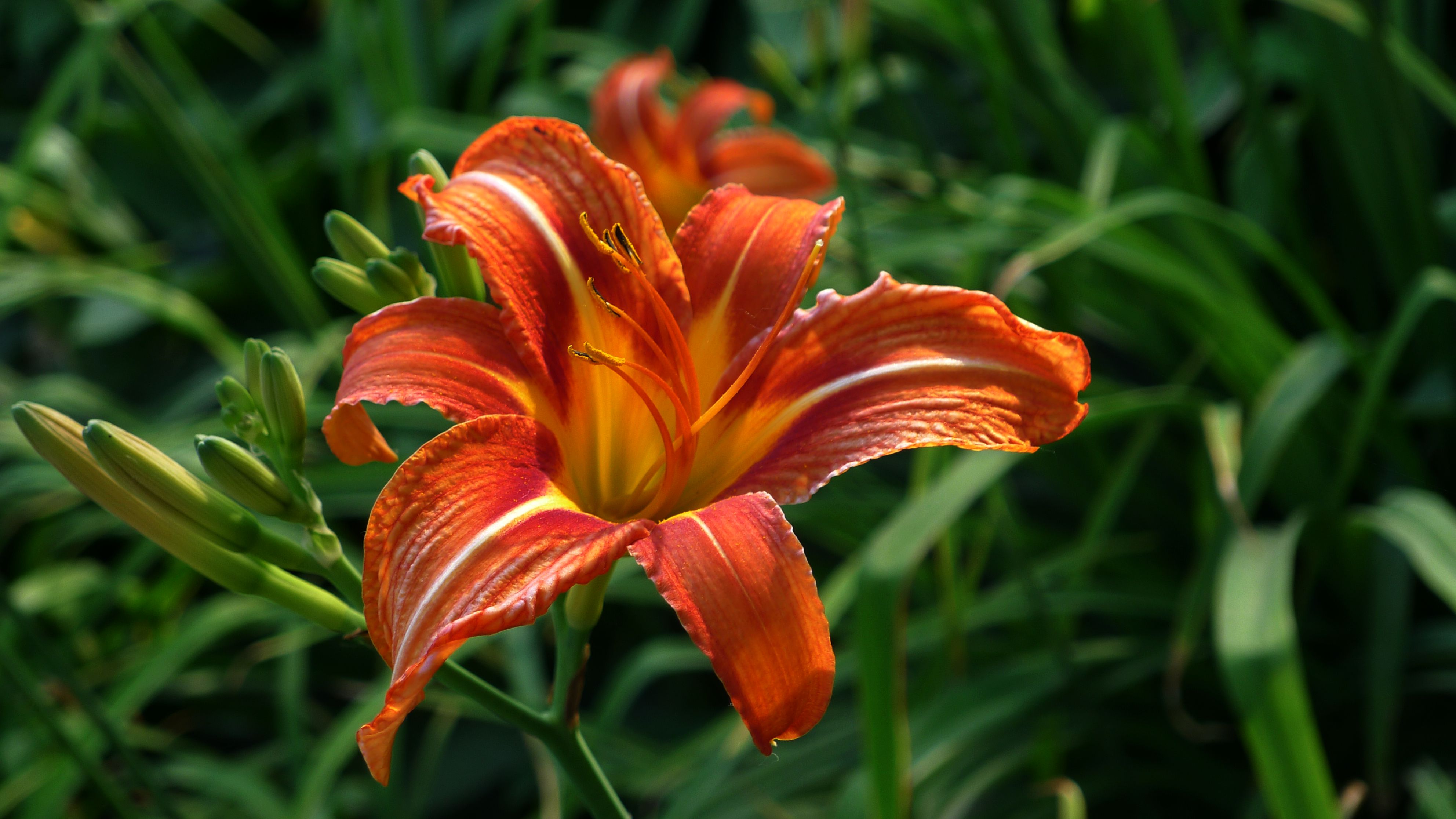 萱草:花儿为什么这样红