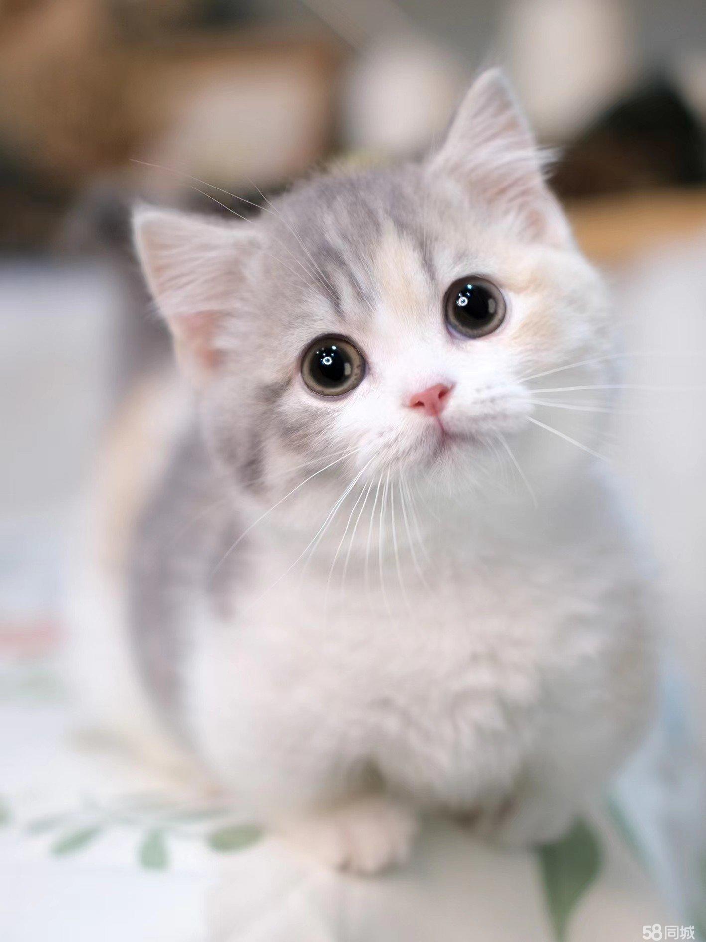 暹罗猫 猫舍繁育的猫猫大猫小猫均有多只可挑选