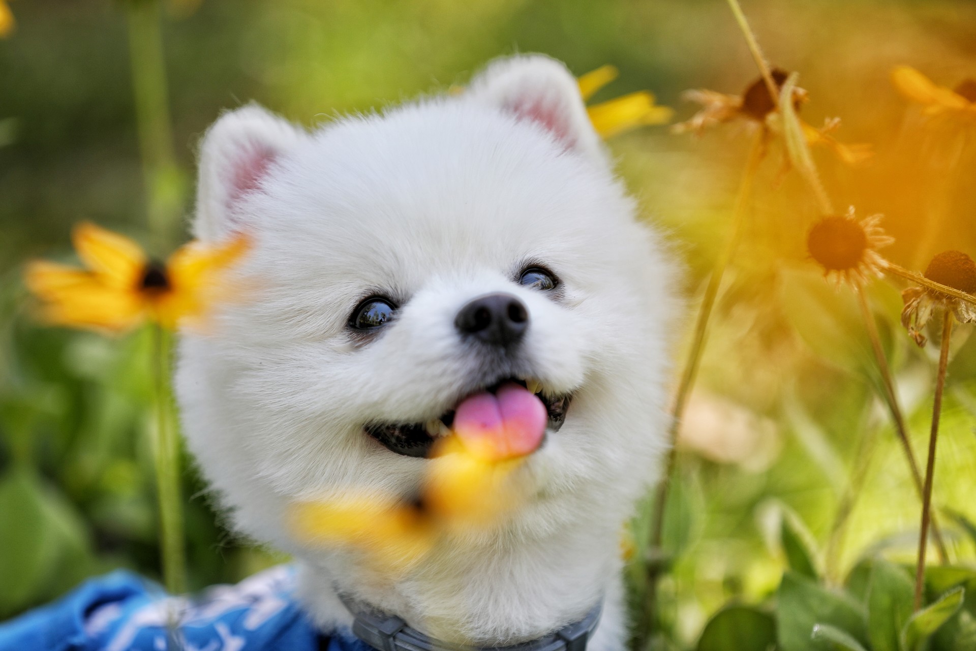 图集:分享一组可爱的狗狗壁纸,赶快收藏吧!