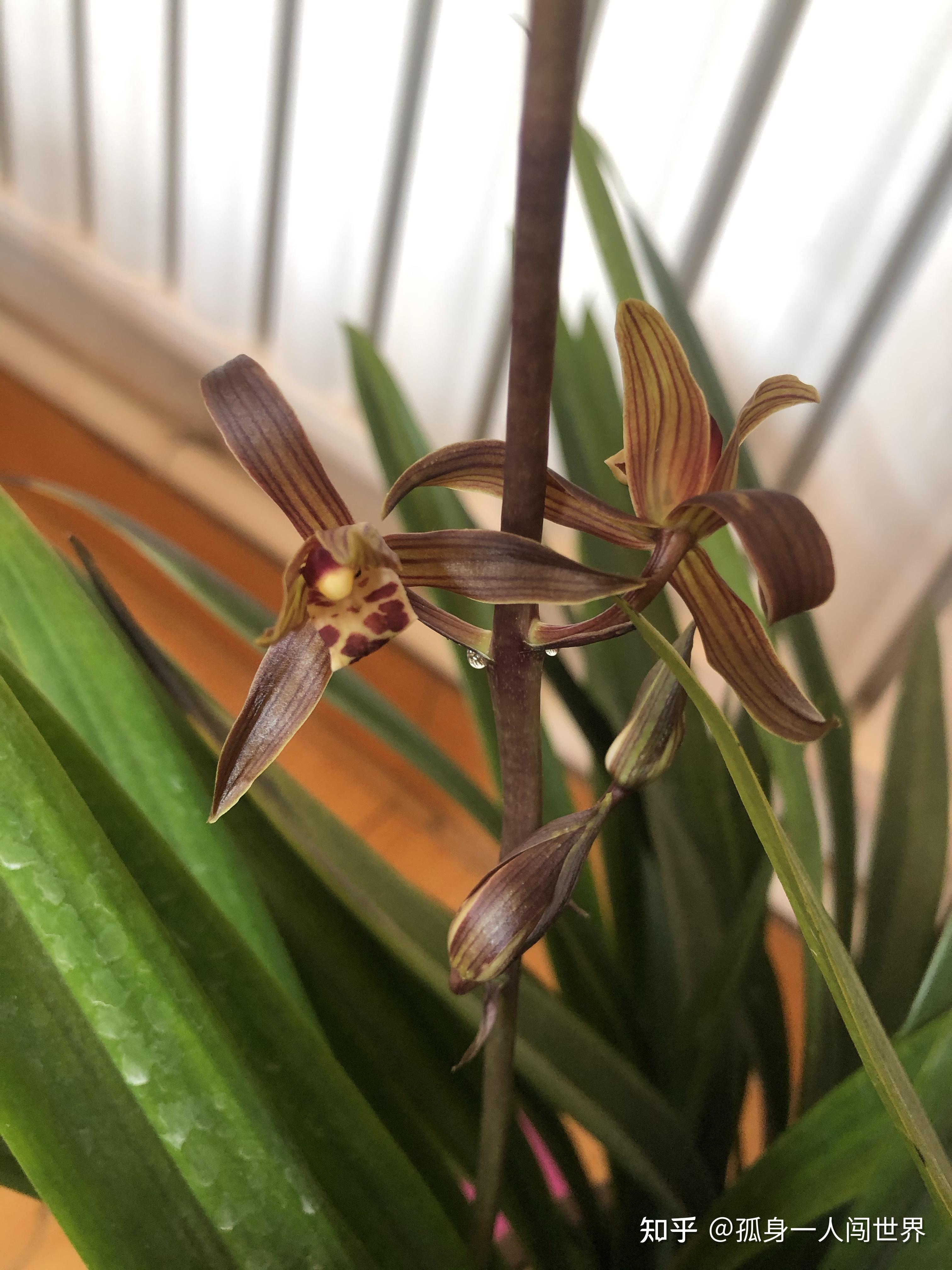 企黑,墨兰的一个品种,因其花期在农历的一月,因此又被人们亲切的称为"