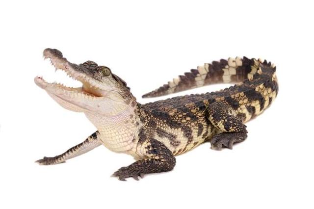 暹罗鳄可以当宠物吗?饲养前一定要具备这些条件