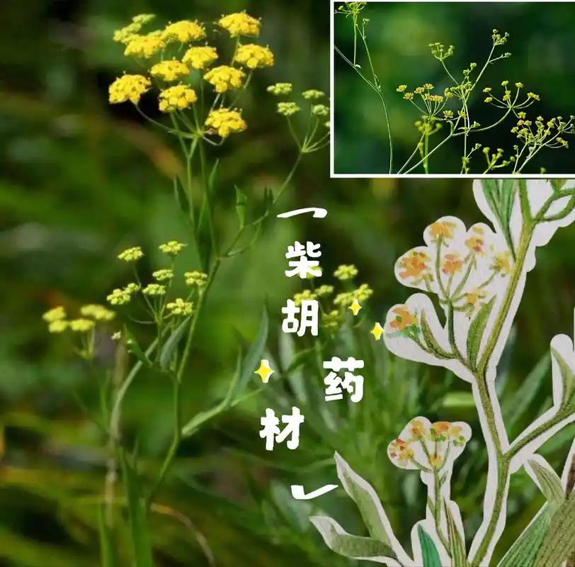 挑战《本草纲目》第五幅.植物篇#柴胡 #原创插画 #水彩#色 - 抖音