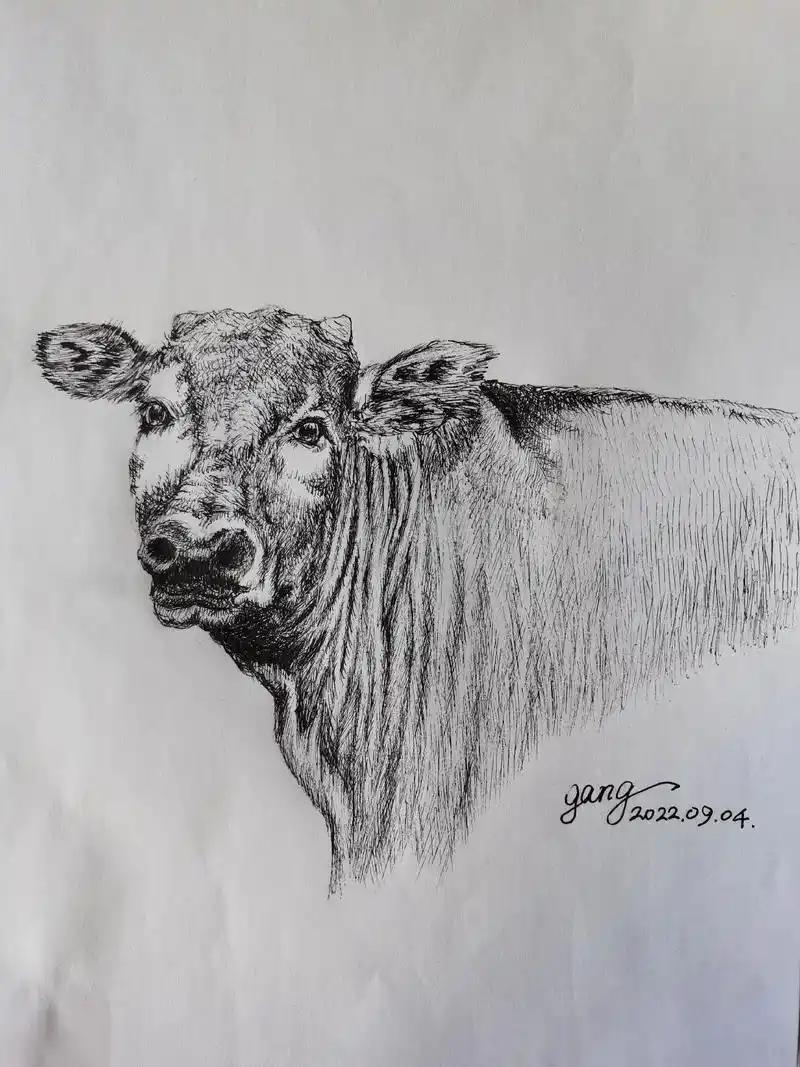 绘画生活——新钢钢笔画.动物头像系列(牛)#想画就画 #万物 - 抖音