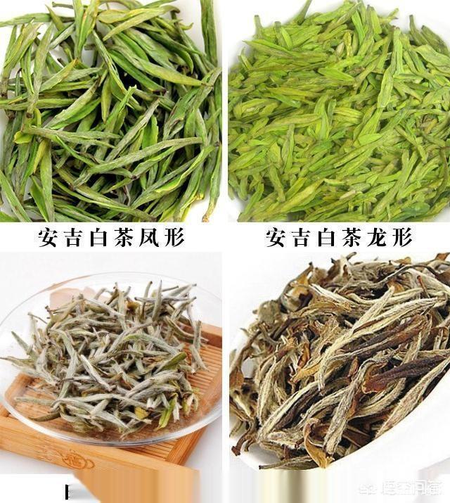 两种茶类的对比:上为绿茶类,下为白茶
