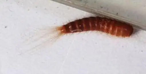 常见家庭害虫科普知识黑毛皮蠹