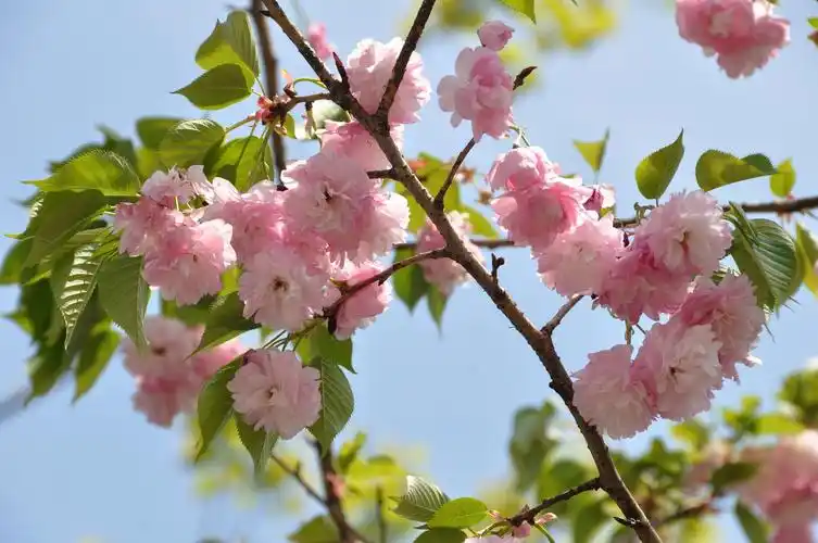 【樱花季赏樱花,介召50多品种樱花的特征与鉴赏】